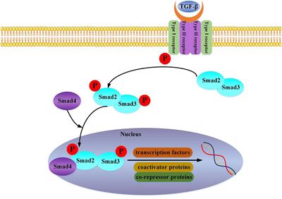 Research Progress of Myocardial Fibrosis and Atrial Fibrillation